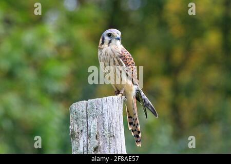 Amerikanischer Turmfalke auf einem Baumstamm mit grünem Hintergrund Stockfoto