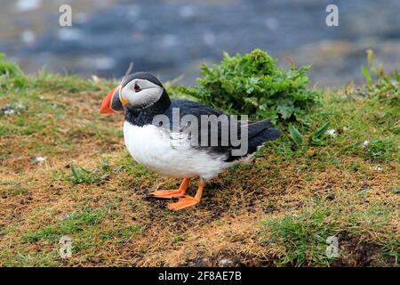 Puffin auf der TREShnish Isle in der Nähe einer Klippe vor der Küste Schottlands Stockfoto