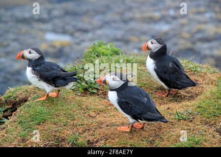 Gruppe von drei Papageitauchern auf den Treshnish Isles vor der Küste Von Schottland Stockfoto