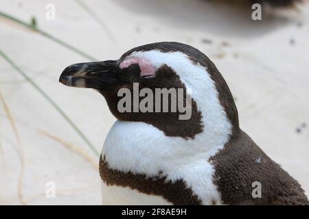 Nahaufnahme des Gesichts eines schlafenden afrikanischen Pinguins am Strand, Südafrika Stockfoto