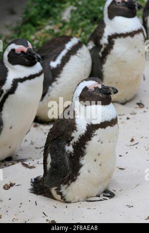 Nahaufnahme schlafender afrikanischer Pinguine am Strand, Südafrika Stockfoto