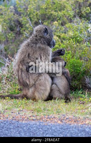 Mutter und Baby Pavian umarmen sich am Kap der Guten Hoffnung In Südafrika Stockfoto