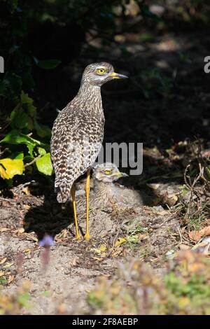 Gefleckte dicke Knie Vogel mit Baby in Südafrika Stockfoto