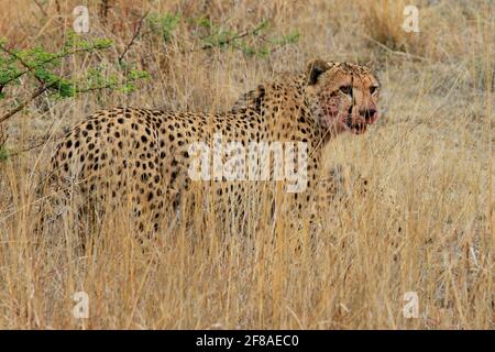 Gepard in freier Wildbahn auf Safari im Pilanesberg National Park, Südafrika Stockfoto