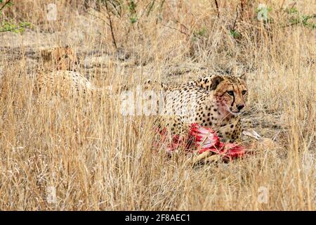 Gepard in freier Wildbahn mit frischem Kill auf Safari im Pilanesberg National Park, Südafrika Stockfoto