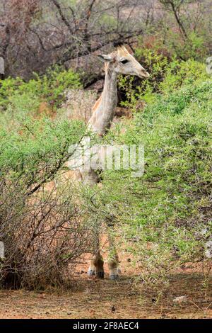 Babygiraffe steht auf einer Safari im Pilanesberg National Park, Südafrika Stockfoto