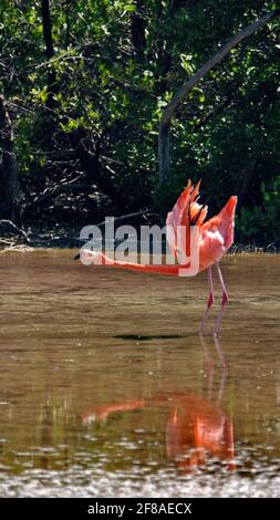 Galapagos Flamingo (Phoenicopterus Ruber) erstreckt sich mit seinen Flügeln in einem Salzsee auf der Insel Floreana, Galapagos, Ecuador Stockfoto