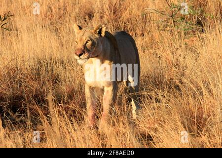 Löwin im Gras auf Safari im Pilanesberg National Park, Südafrika Stockfoto