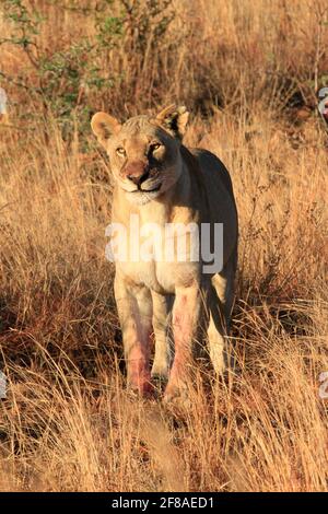 Löwin im Gras auf Safari im Pilanesberg National Park, Südafrika Stockfoto