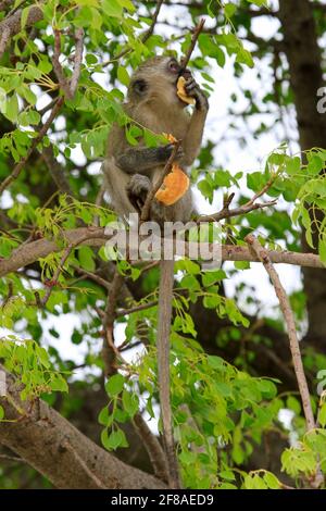 Vervet-Affe im Baum beim Essen eines gestohlenen Pfannkuchen in Pilanesberg, Südafrika Stockfoto