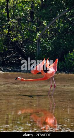 Galapagos Flamingo (Phoenicopterus Ruber) erstreckt sich mit seinen Flügeln in einem Salzsee auf der Insel Floreana, Galapagos, Ecuador Stockfoto