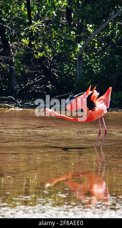 Galapagos Flamingo (Phoenicopterus Ruber) erstreckt sich mit seinen Flügeln in einem Salzsee auf der Insel Floreana, Galapagos, Ecuador Stockfoto