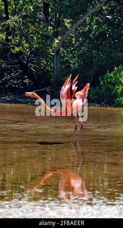 Galapagos Flamingo (Phoenicopterus Ruber) erstreckt sich mit seinen Flügeln in einem Salzsee auf der Insel Floreana, Galapagos, Ecuador Stockfoto