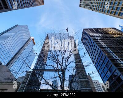 Tauben im Baum. Daley Plaza Chicago Illinois. Stockfoto