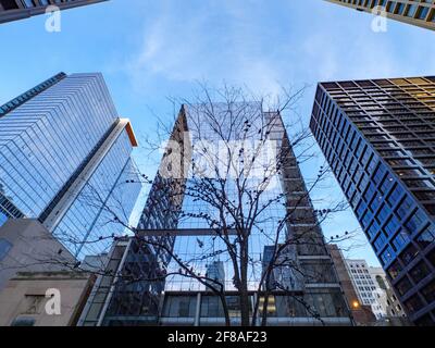 Tauben im Baum. Daley Plaza Chicago Illinois. Stockfoto