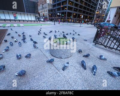 Tauben in Daley Plaza, Chicago, Illinois. Stockfoto