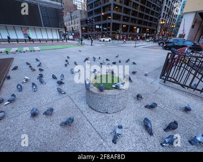 Tauben in Daley Plaza, Chicago, Illinois. Stockfoto