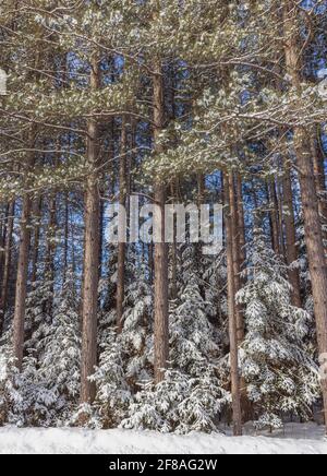 Eine wunderschöne Winterlandschaft aus roten Kiefern und Fichten im Norden von Wisconsin. Stockfoto