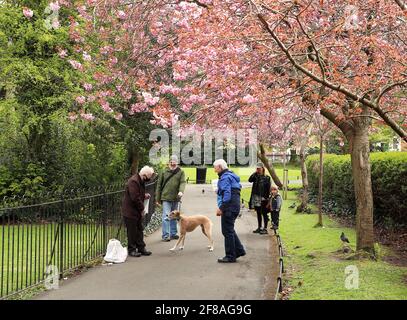 Dublin. April 2021. Menschen treffen sich im Freien in Dublin, Irland, 12. April 2021. Irland hat am Montag begonnen, einige seiner COVID-19-Beschränkungen wie geplant zu lockern. Die Menschen dürfen sich frei innerhalb des Landkreises, in dem sie leben, oder innerhalb von 20 Kilometern von ihrem Zuhause aus bewegen, wobei Veranstaltungen im Freien für nicht mehr als zwei Haushalte erlaubt sind, die Bildung im Klassenzimmer für alle Grund- und Sekundarschüler wieder aufgenommen wird und alle Wohnbauprojekte wieder eröffnet werden. Quelle: Xinhua/Alamy Live News Stockfoto