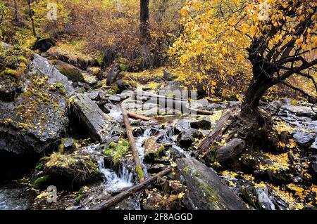 Ein stürmischer Strom eines Bergstroms, der durch den Herbstwald fließt und sich um Steine und Stämme von gefällten Bäumen beugt. Boki Fluss, Altai, Siba Stockfoto