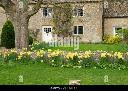 Frühlings-Narzissen vor einer Hütte im cotswold-Dorf Bledington. Cotswolds, Oxfordshire, England Stockfoto