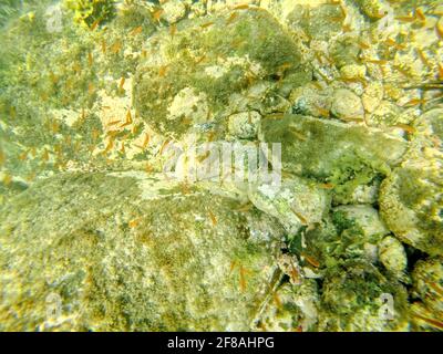 Schule von kleinen Orangenfischen über einem felsigen Grund Punta Morena, Isabela Island, Galapagos, Ecuador Stockfoto