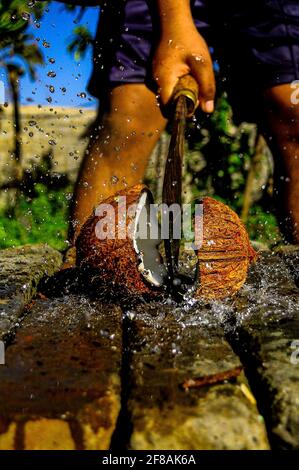 Im Sommer bricht Kokosnuss und das Wasser spritzt überall Stockfoto