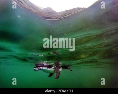 Galapagos-Pinguin (Spheniscus mendiculus), der in der Nähe der Galapagos-Oberfläche schwimmt (Spheniscus mendiculus) Stockfoto