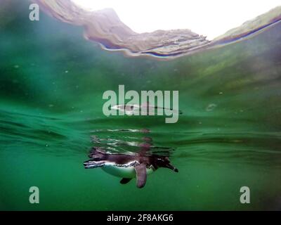 Galapagos-Pinguin (Spheniscus mendiculus), der in der Nähe der Galapagos-Oberfläche schwimmt (Spheniscus mendiculus) Stockfoto