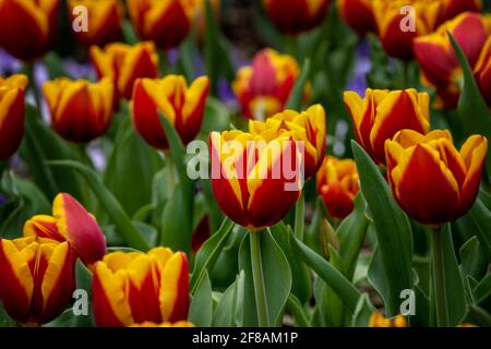 Wiese wird lebendig mit Frühlingtulips Stockfoto