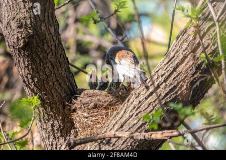 Soor Feldfare Fütterung Küken mit Regenwürmern. Soor, Turdus pilaris, mit neugeborenen Babys im Nest. Wildtierszene aus dem Frühlingswald. Stockfoto