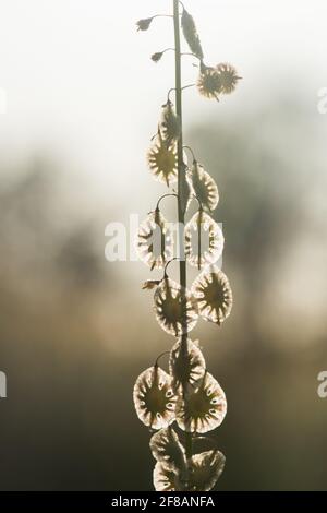 Eine Sandfringepod (Thysanocarpus curvipes), die auch als haarige Lacepod bezeichnet wird, ist eine ungewöhnliche kalifornische Pflanze, die in Grasland und Prärien gefunden wird. Stockfoto