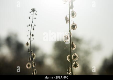 Eine Sandfringepod (Thysanocarpus curvipes), die auch als haarige Lacepod bezeichnet wird, ist eine ungewöhnliche kalifornische Pflanze, die in Grasland und Prärien gefunden wird. Stockfoto