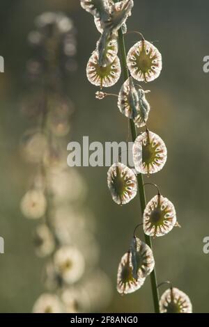 Eine Sandfringepod (Thysanocarpus curvipes), die auch als haarige Lacepod bezeichnet wird, ist eine ungewöhnliche kalifornische Pflanze, die in Grasland und Prärien gefunden wird. Stockfoto