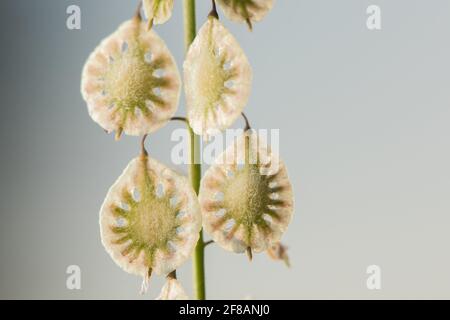 Ein Nahaufnahme-Makro der Samen von Sandfringepod (Thysanocarpus curvipes), auch behaarte Lacepod genannt, die in den westlichen USA und Kalifornien beheimatet ist. Stockfoto