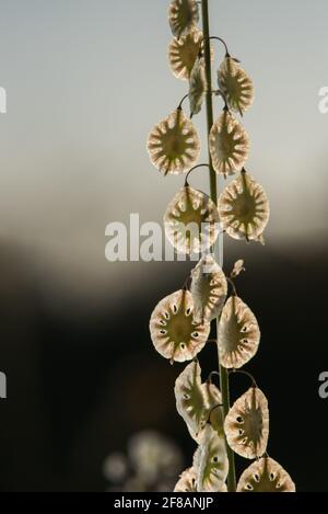 Eine Sandfringepod (Thysanocarpus curvipes), die auch als haarige Lacepod bezeichnet wird, ist eine ungewöhnliche kalifornische Pflanze, die in Grasland und Prärien gefunden wird. Stockfoto