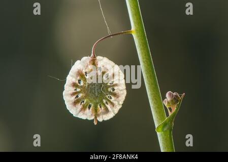 Ein Nahaufnahme-Makro der Samen von Sandfringepod (Thysanocarpus curvipes), auch behaarte Lacepod genannt, die in den westlichen USA und Kalifornien beheimatet ist. Stockfoto