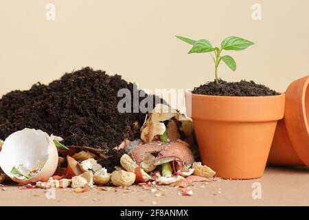 Organische Abfälle, Haufen biologisch abbaubarer pflanzlicher Kompost mit zersetztem organischem Material auf der Oberseite und Sämling in Terracota Blumentopf, Nahaufnahme, Null Abfall Stockfoto