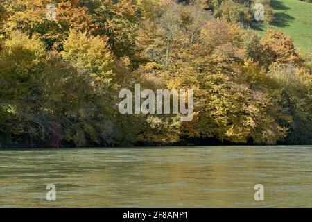 Laubbäume im Herbst mit farbenfrohem Laub wachsen an einem sonnigen Nachmittag am Ufer der Aare in Aarburg. Stockfoto