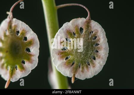 Ein Nahaufnahme-Makro der Samen von Sandfringepod (Thysanocarpus curvipes), auch behaarte Lacepod genannt, die in den westlichen USA und Kalifornien beheimatet ist. Stockfoto