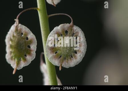 Ein Nahaufnahme-Makro der Samen von Sandfringepod (Thysanocarpus curvipes), auch behaarte Lacepod genannt, die in den westlichen USA und Kalifornien beheimatet ist. Stockfoto