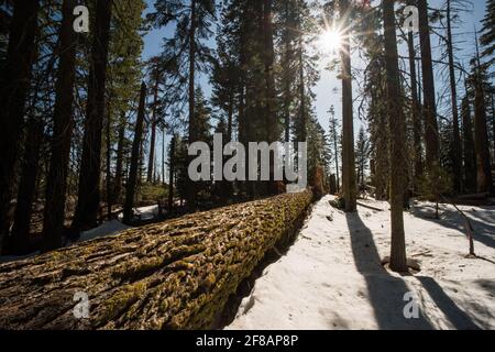 Ein gefallener Baum im Wald des Yosemite National Park, Kalifornien. Die Sonne scheint durch die Bäume auf den schneebedeckten Boden. Stockfoto