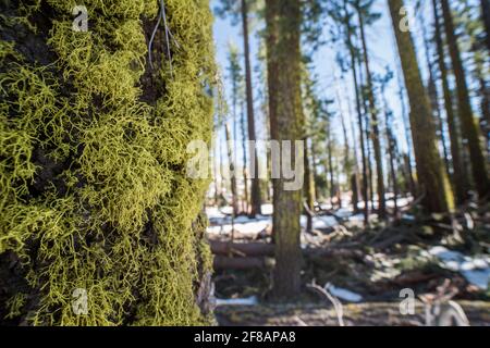 Ein moosbedeckter Baum im Wald im Yosemite National Park, Kalifornien. Stockfoto