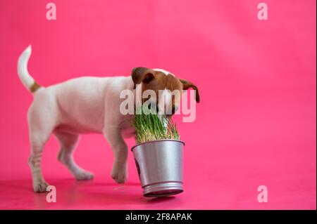 Jack Russell Terrier frisst frisches Gras aus einem Stahltopf. Niedlicher kleiner weißer Welpe mit roten Flecken schnuppert eine Zimmerpflanze auf einem rosa Hintergrund. Stockfoto