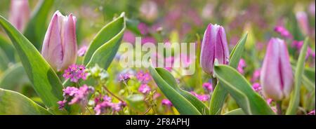 Lila und rosa Tulpen in einem Garten mit anderen schönen Blumen. Frühlingsszene mit bunten Blumen. Stockfoto