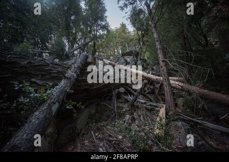 Ein Baumhaufen im Wald im Yosemite National Park, ein Baumsturz, kann Wege schließen und eine Gefahr für Wanderer schaffen. Stockfoto