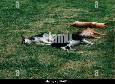 Streunende Hunde schlafen auf einem grünen Rasen. Vier Hunde, zwei schwarze und zwei gelbe. Stockfoto