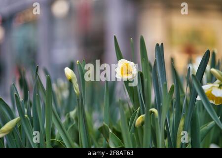 Selektiver Schuss von Narzissen im Gras Stockfoto
