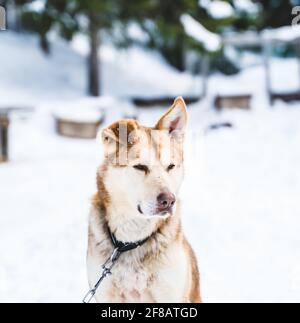 Nahaufnahme eines gelben und orangefarbenen Husky-Schlittenhundes aus Alaska, der im Zwinger ruht. Stockfoto