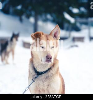 Nahaufnahme eines gelben und orangefarbenen Husky-Schlittenhundes aus Alaska, der im Zwinger ruht. Stockfoto